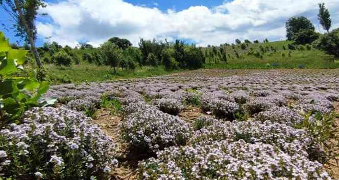Giresun’da organik kekik hasatı yapıldı