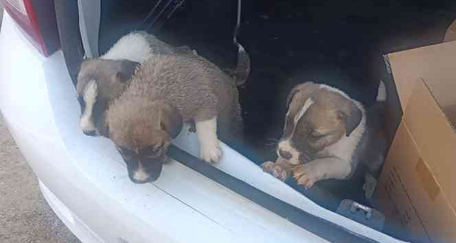 Kiralık otomobil bagajında yavru köpek bıraktı, savunması pes dedirtti