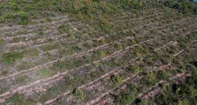 Pendik’te Aydos Ormanı’nda PKK’lı teröristin yaktığı ormanlık alanın son hali havadan görüntülendi