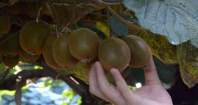 Ordu’da kivi hasadı başladı