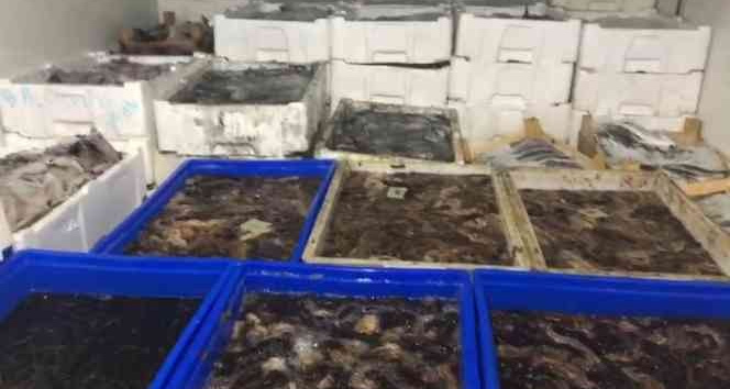 Çanakkale’de bi ton deniz patlıcanı ele geçirildi