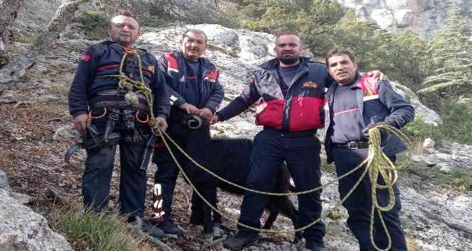 Kayalıklarda mahsur kalan 7 keçi kurtarıldı