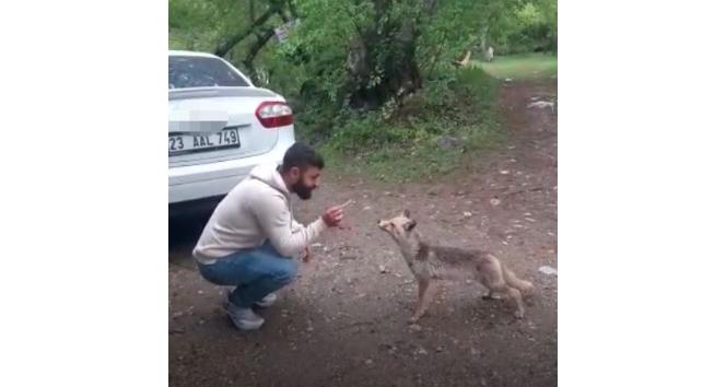 Tilkiye kraker yediren vatandaşın gülümseten anları