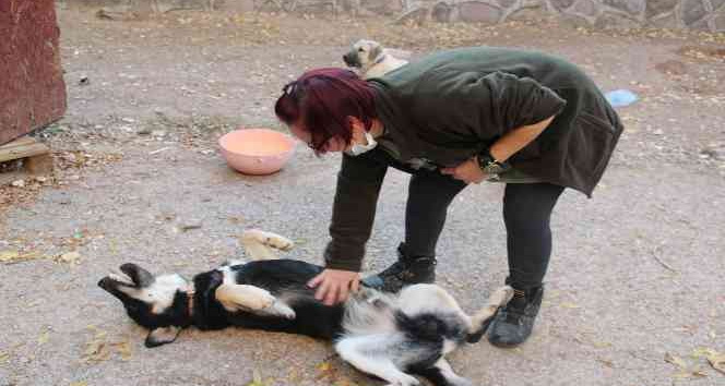 Öğretim Görevlisi Altınbaş, kendi imkanlarıyla kampüsteki köpeklere bakıyor