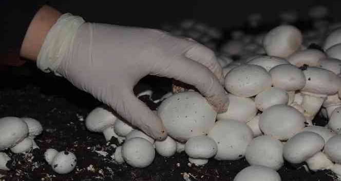 Kurduğu mantar tesisinde taleplere yetişemiyor