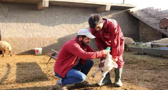 Mardin’de küçükbaş hayvancılıkta yüzde 50 artış