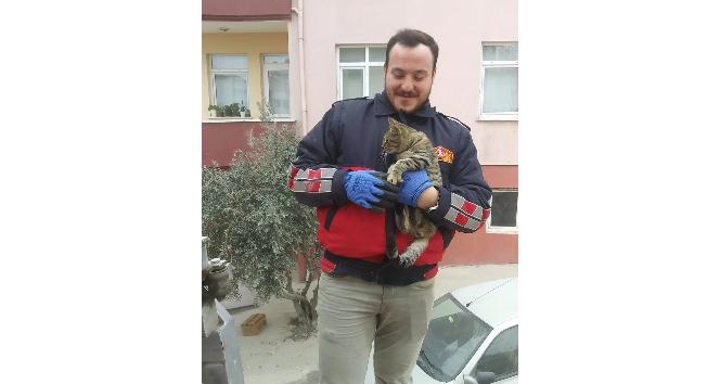 Telefon direğinde mahsur kalan kedi kurtarıldı