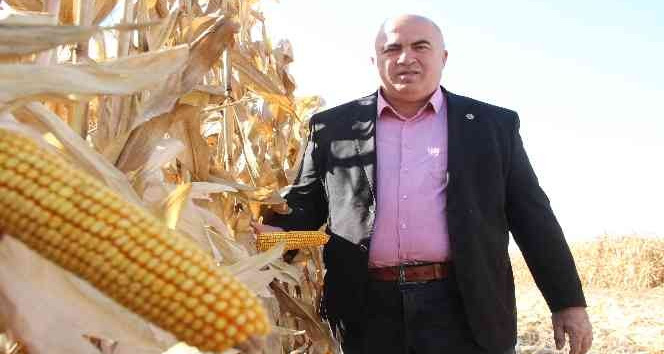Karaman Ovasında yemlik mısır hasadı başladı