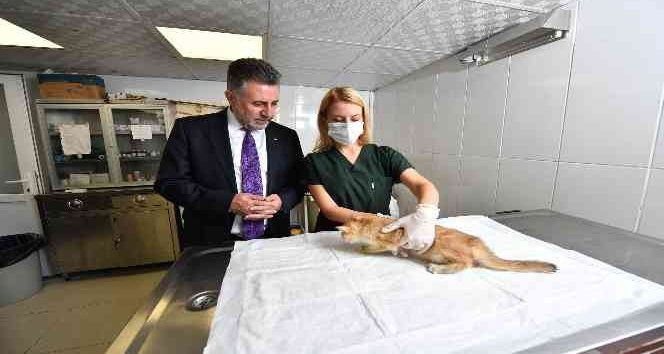 Bayraklı’da 5 ayda bin 250 sokak hayvanı tedavi edildi