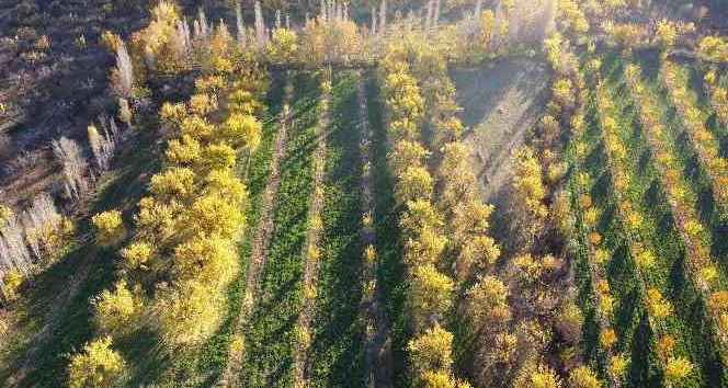 Iğdır’ın sararan kayısı bahçelerinde tablo gibi sonbahar görüntüleri