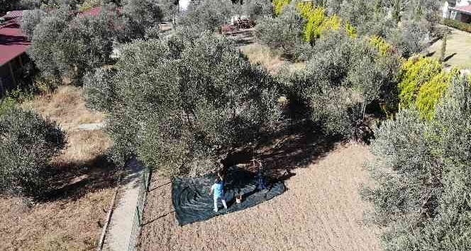 830 yaşındaki zeytin ağacından özel hasat