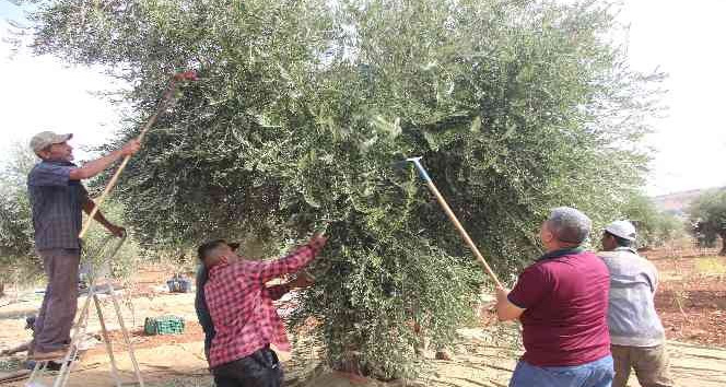 Kilis’te zeytin hasadına yağmur engeli