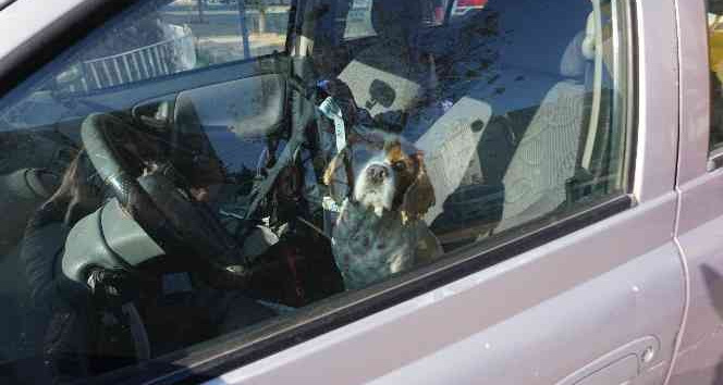 Kaza yapınca panikle köpeğini aracının içinde unuttu