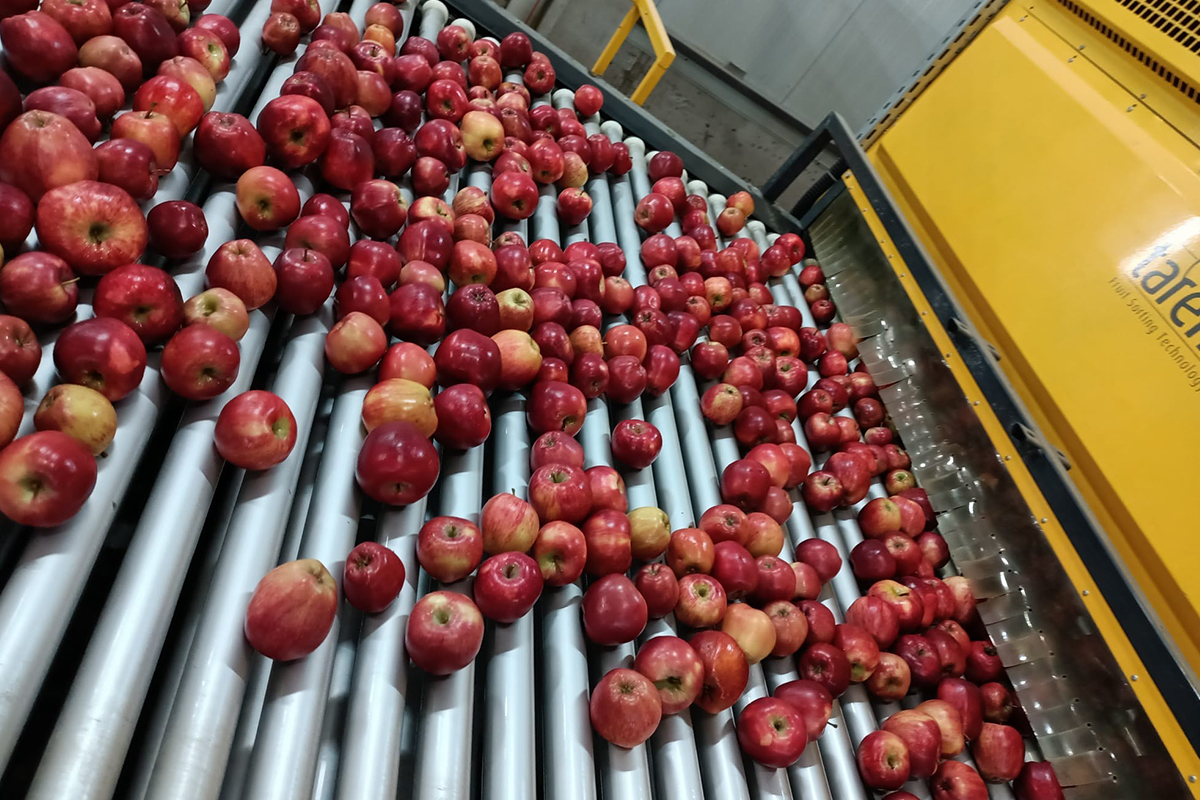 Elma üretimi yatırımlarla artırılacak