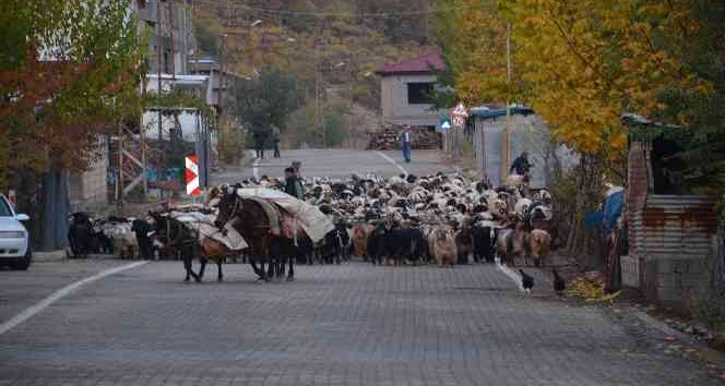 Binlerce küçükbaş hayvan sıcak bölgelere ulaşmak için seferde