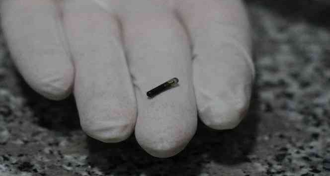 Evcil hayvanı olanlar dikkat: Son tarih 31 Aralık