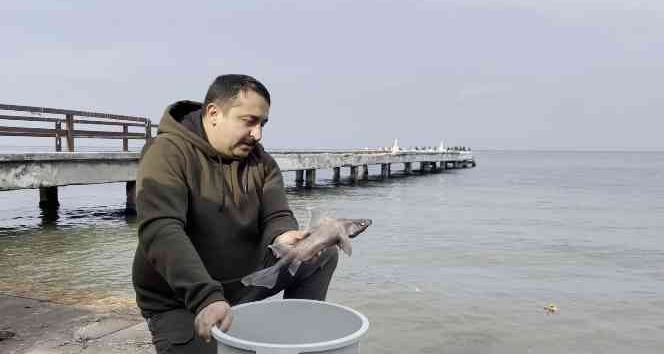 Oltasına nadir görülen ’domuz köpekbalığı’ takıldı