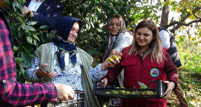 Karadeniz’de narenciye hasadı başladı