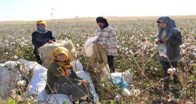 Terörün yerini huzura bıraktığı Cudi Dağı etekleri pamuk tarlalarına dönüştü