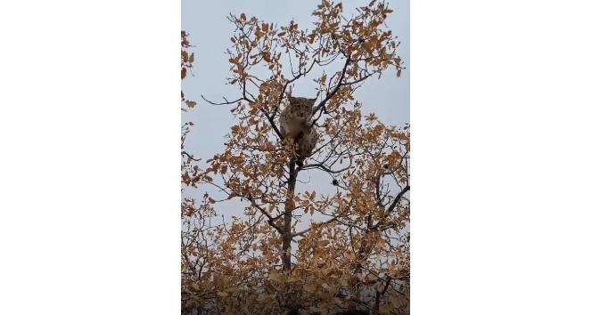 Dünyada birinci derece koruma altında bulunan vaşak, Tunceli’de görüntülendi