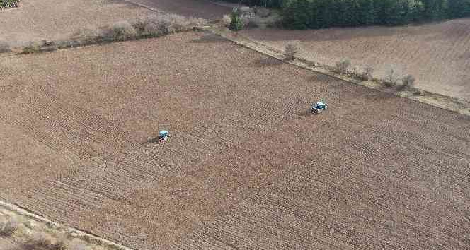 ‘Bulgurun atası’ siyezin ekimine başlandı