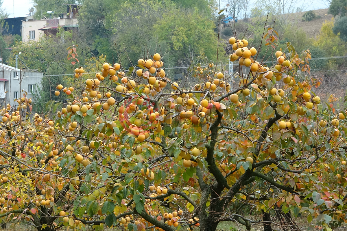 Kozan hurması, lezzetini tescillemek istiyor