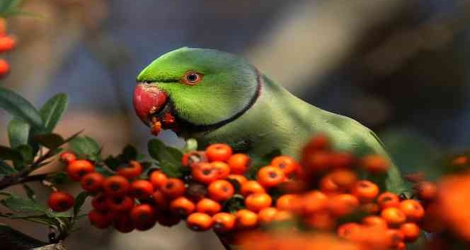 Hersek Lagünü’nde kuş türü 248’e yükseldi