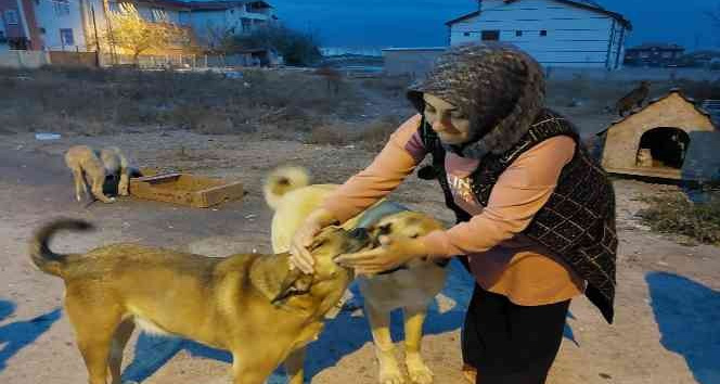 Evini sokak hayvanlarına açtı