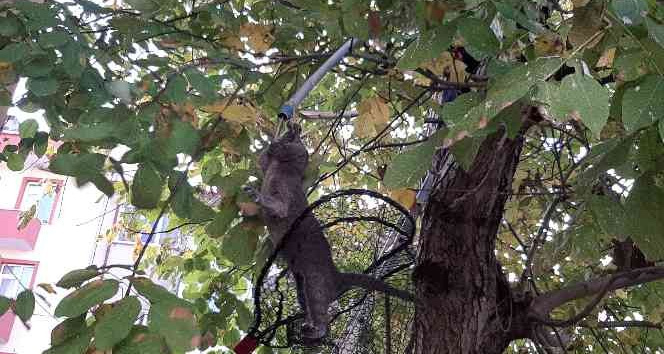 Evden kaçan yavru Rus kedisi, 2 gün ağaçta mahsur kaldı