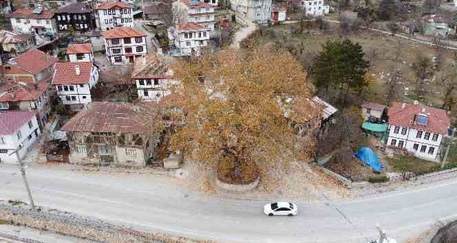 Tarihi ilçenin gerdanlığı: 500 yıllık çınar ağacı