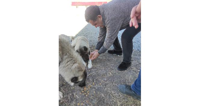 HAYTAP’tan kedi ve köpekler için mama bağışı