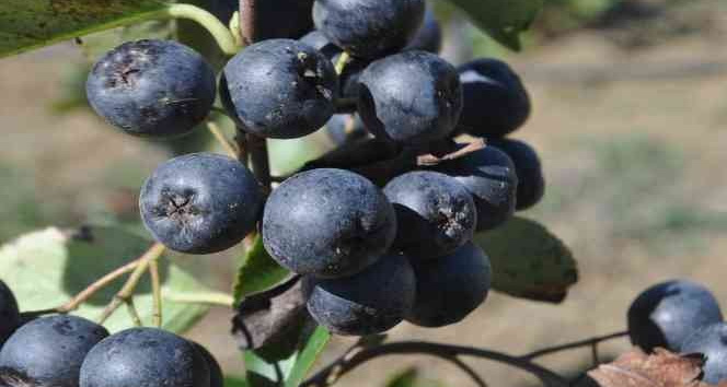 Yalova aronyasının üretimi katlanarak artıyor