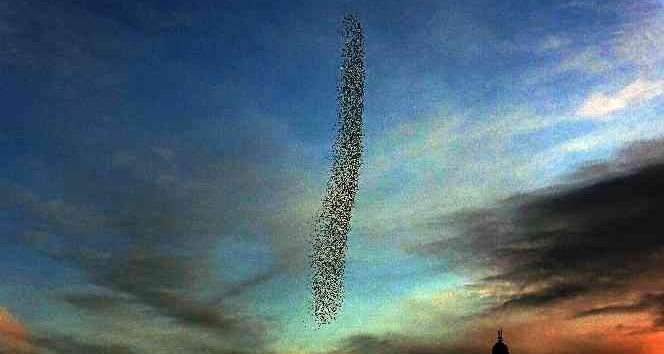 Sığırcık kuşlarının gökyüzü şöleni mest etti