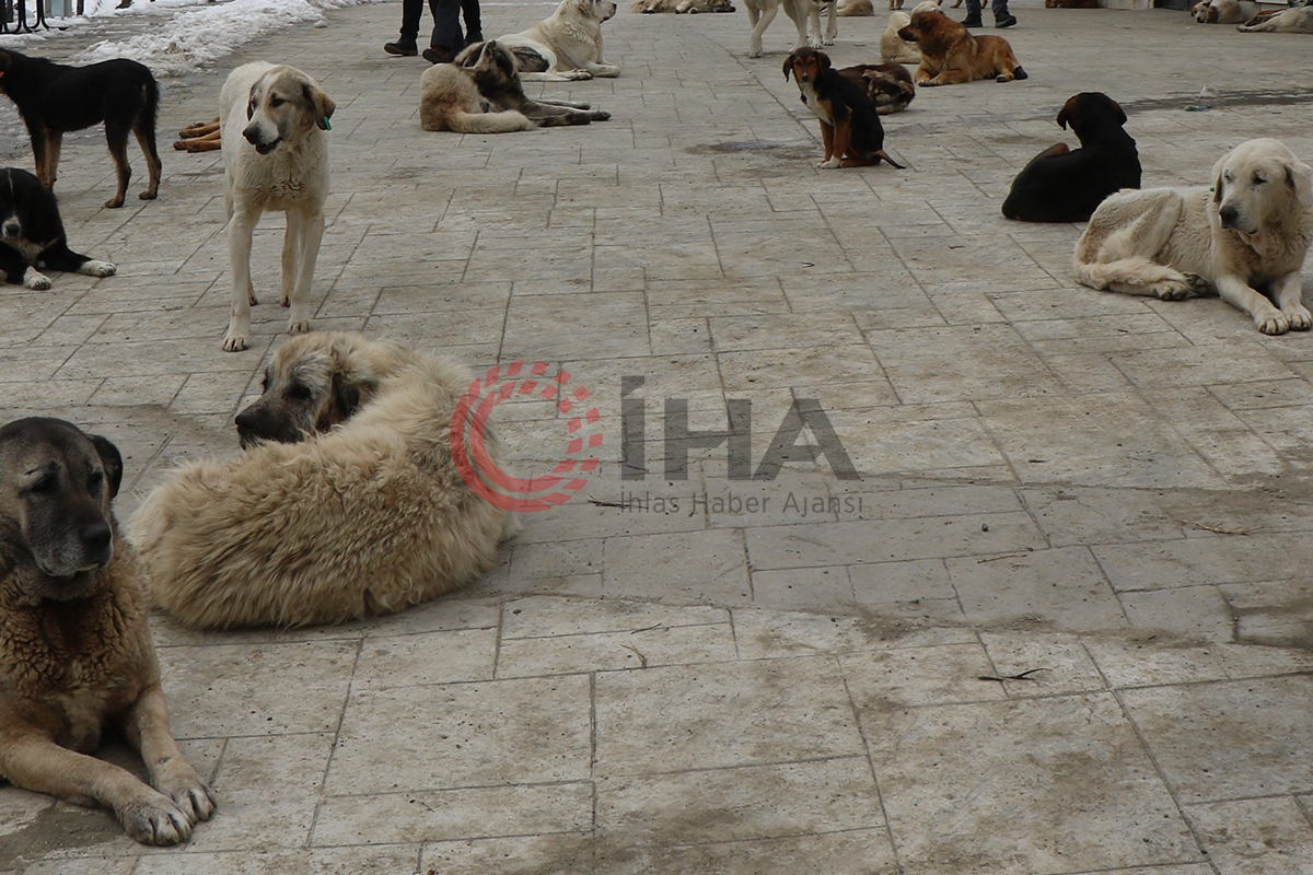 Konya'daki hayvana eziyet olayı ile ilgili soruşturma başlatıldı