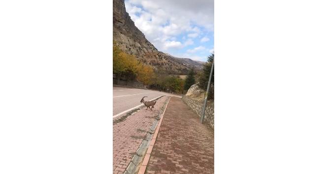 Koruma altındaki dağ keçileri kent merkezinde görüntülendi