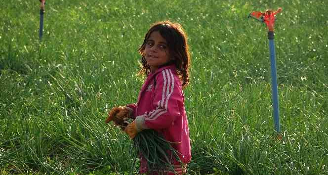 Teknolojisi olmayan hasadı elleriyle tek tek yapıyorlar