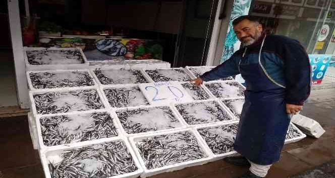 20 Liraya düşen hamsi kapış kapış gitti