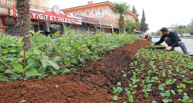 Kilis’te Parklara kış bitkileri dikiliyor