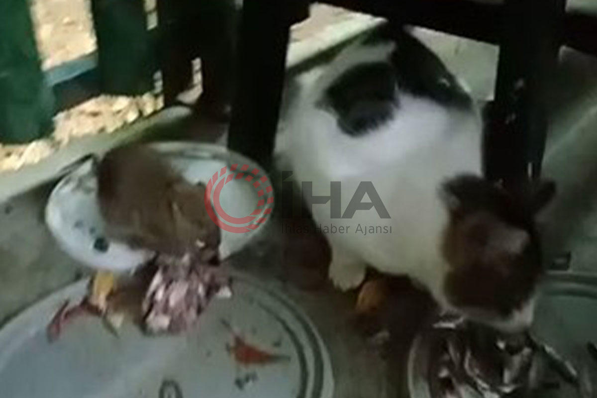 Fare ile kedinin dostluğu görenleri şaşırttı