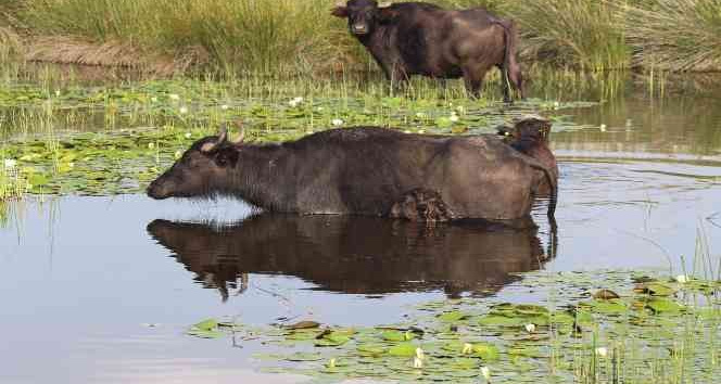 Kayseri pastırmasına yeni rakip ‘manda pastırması’