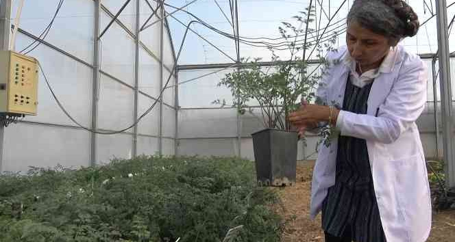 Kışlık sebze tohumunda dışa bağımlık ortadan kalkacak