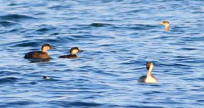 Hersek Lagünü’nde kuş türü sayısı 249’a ulaştı
