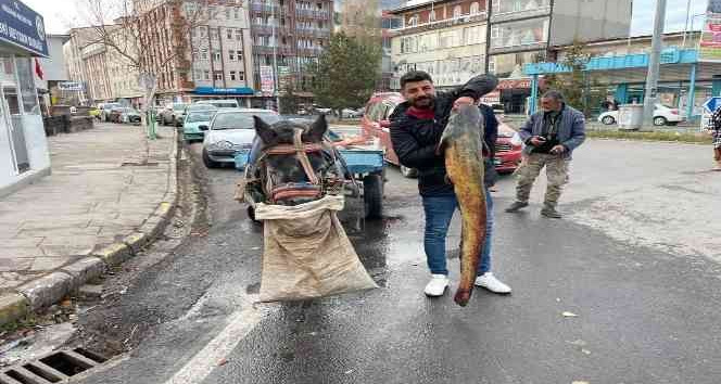 Ardahan’da boyları 1,5 metreyi aşan 5 yayın balığı yakalandı