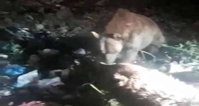 Mardin’de aç ayılar çöpte yiyecek aradı