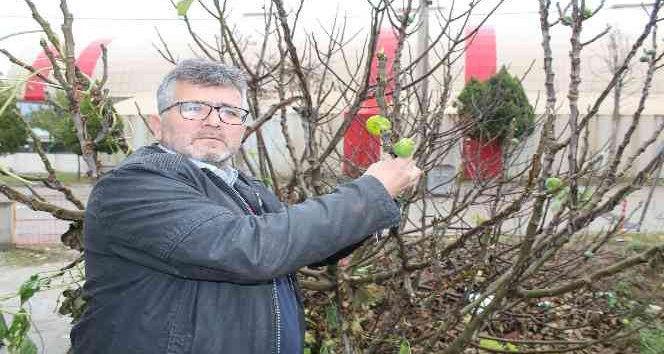 Çanakkale’de incir ağacı kış mevsiminde meyve verdi