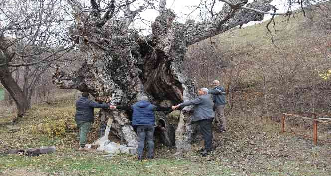 Asırlık ceviz ağaçları zamana meydan okuyor