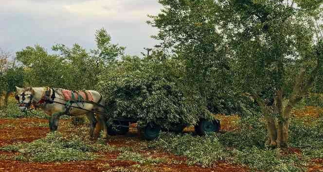 Zeytin dalları fırınlar ile sobalarda yakalıyor