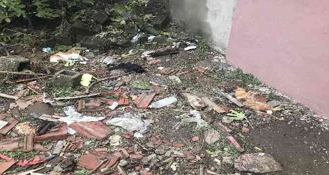 Edirne’de boş arsada telef olan kediler bulundu