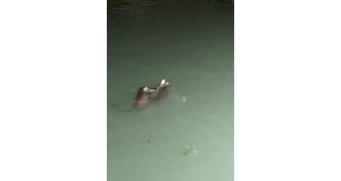 Su samurlarının balık kavgası kameraya yansıdı