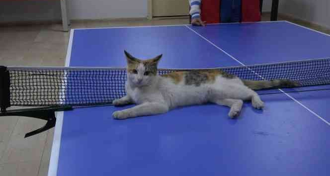 Masa tenisi oynayan kedi hayran bıraktı